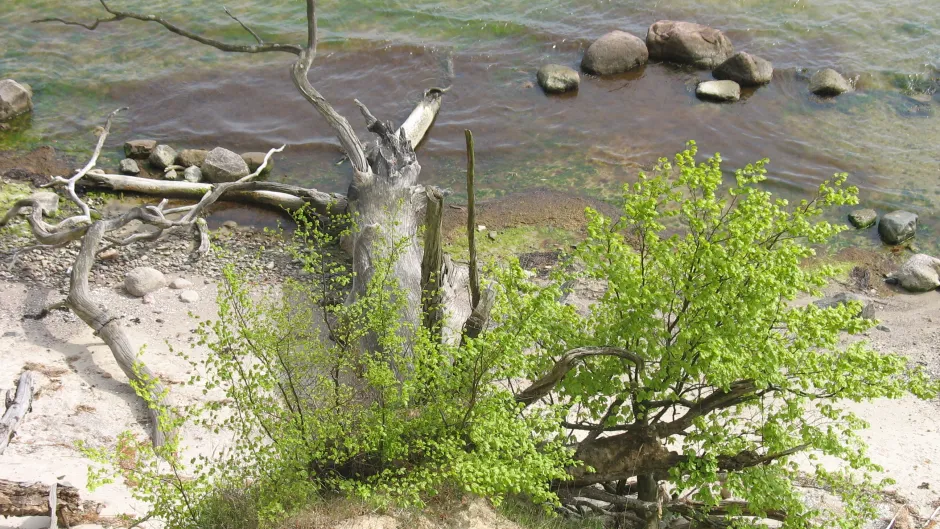 Rubrik_Wasser_Meere_Kueste_Vilm_c._F._Schoene.JPG